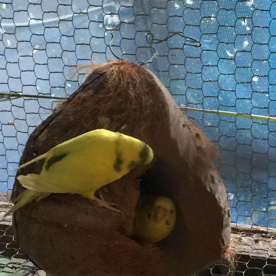 Ella Nature Nest ภายนอก รูปภาพ